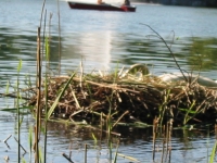 Finchen_0405 161