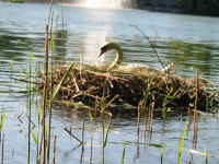 Finchen_0405 163