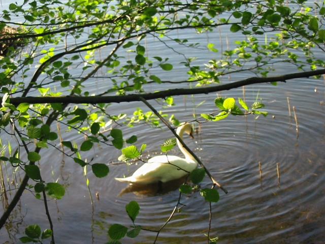 Finchen_0405 201