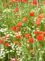 Feldblumen