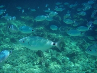 Unterwasserfotos