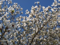 Ringe darum, Frieden zu schlieÃŸen