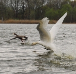 schwanenjagdt mal anders