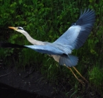 Reiher