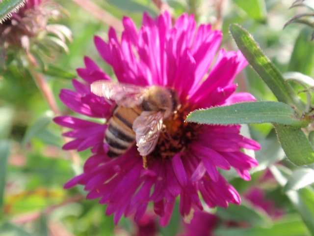 fleissiges Bienchen