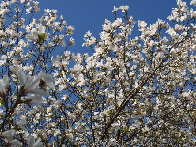 Ringe darum, Frieden zu schlieÃŸen