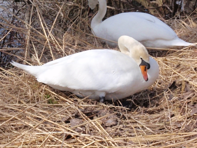 das Nest für 2013