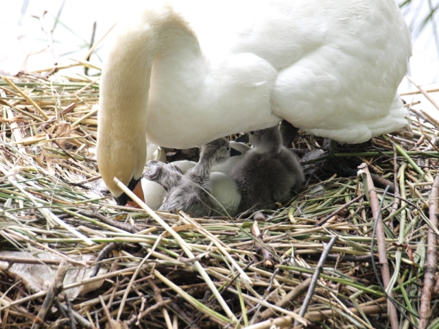 Hilfe von der Mama