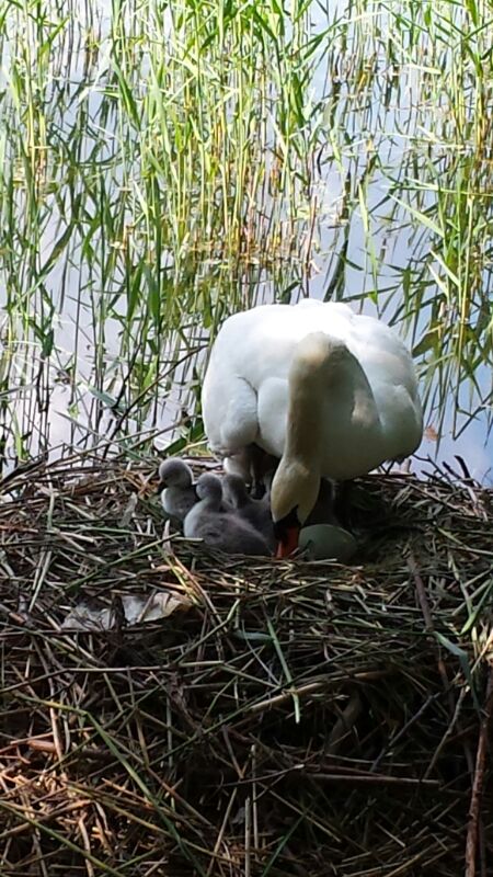 Schwanenfamilie heute Mittag 14.00 Uhr